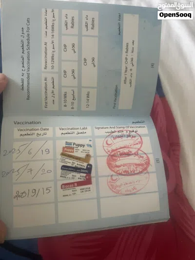 كلب مالينو 3