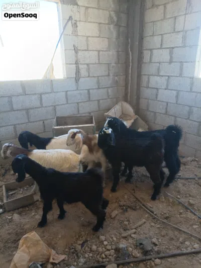جدايه وصخال بصلاه على النبي 2