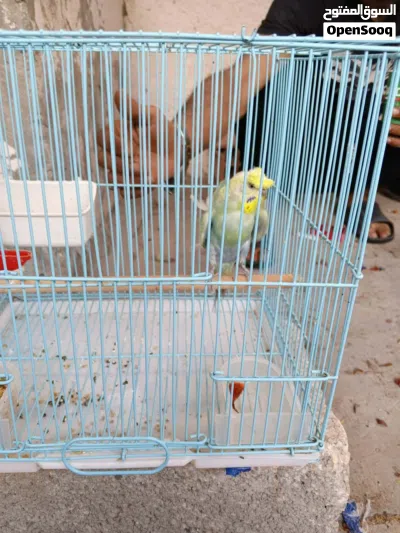 ذكر هوقو رينبو درجة الله ايبارك 4