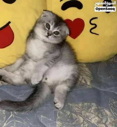 longhair Scottish Fold Cat with thick soft fur loves to play and be pampered the perfect co... 4