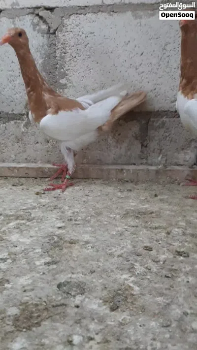 فراخ مكابي. 4