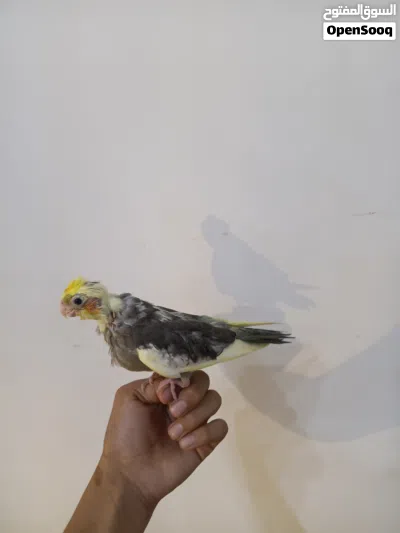 كوكتيل بقري عمره شهرين انتاجي مال بيت لعوب وياكل ونضيف حلو نشيط اقره وصف 3
