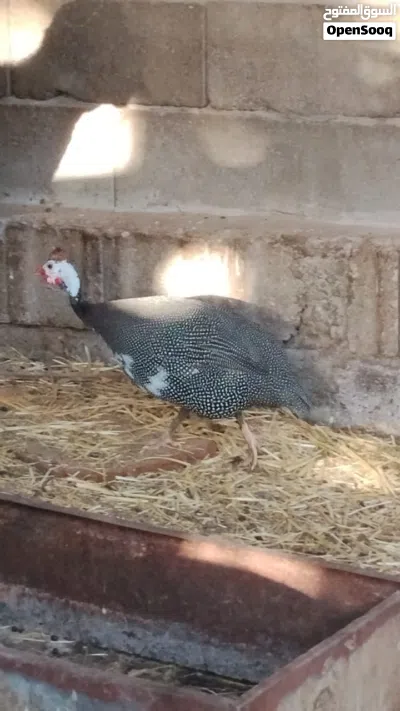 متاح قبج كلش حلو 4