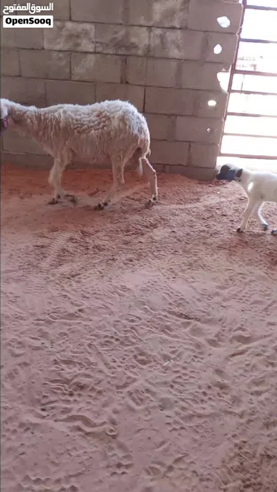 نعجة والده خروف وسليمه العيوب... 3