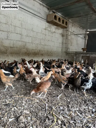 للبيع دجاج عماني محلي ويوجد سمان 3 بريال 3