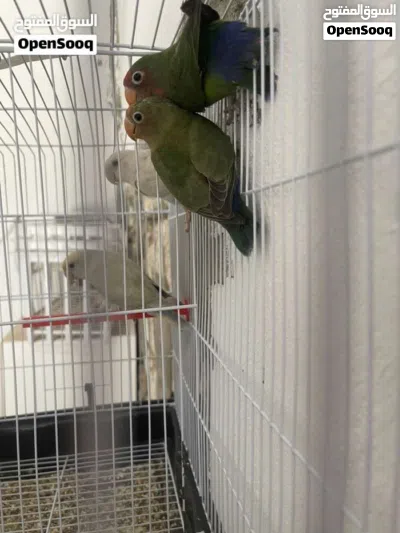 عصافير + عصافير 2