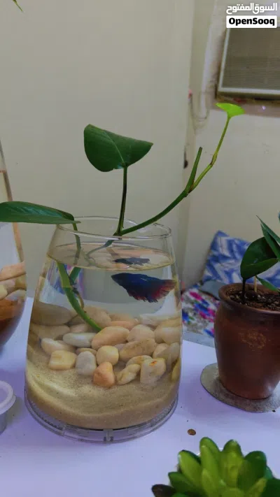 أسماك البيتا المقاتلة مع الأوعية والزينة Betta Fighter Fishes With Bowls and Decorations 3