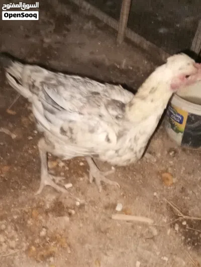 سلام عليكم دجاج عرب بي بياض وبي بعده فراريج كلهن ينباعن شلع 4