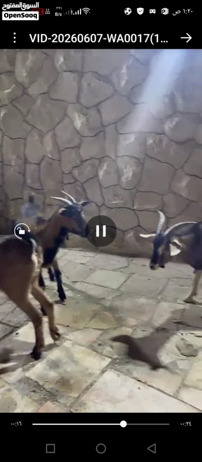 سانين سويسري والبينو 2