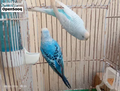 جوز بقلينو ساخن على تدحاي 4