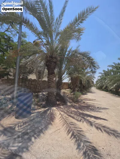 بيت منطقة السكنة/ الشونة الجنوبية 3