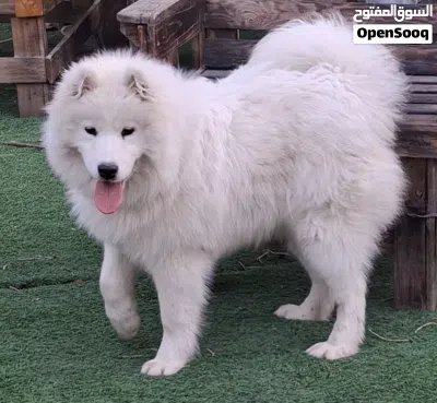 samoyd puppy _high level female سامويد 4