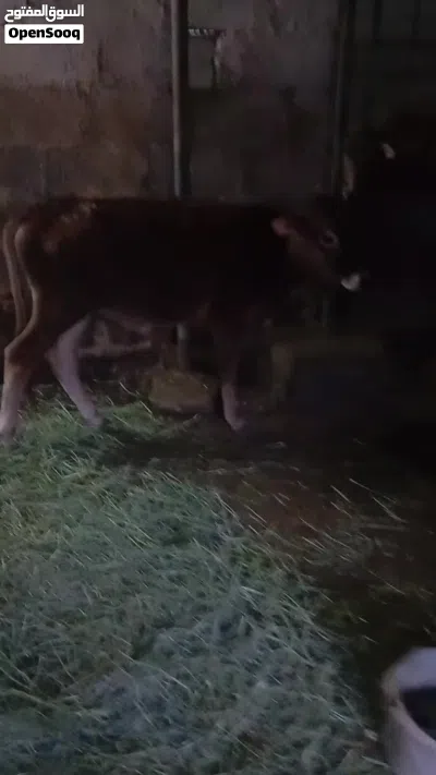 للبيع عجل عماني تابع الوصف 3