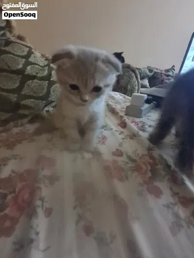 قطط سكوتش دبل فولد kittens scottish double fold 3
