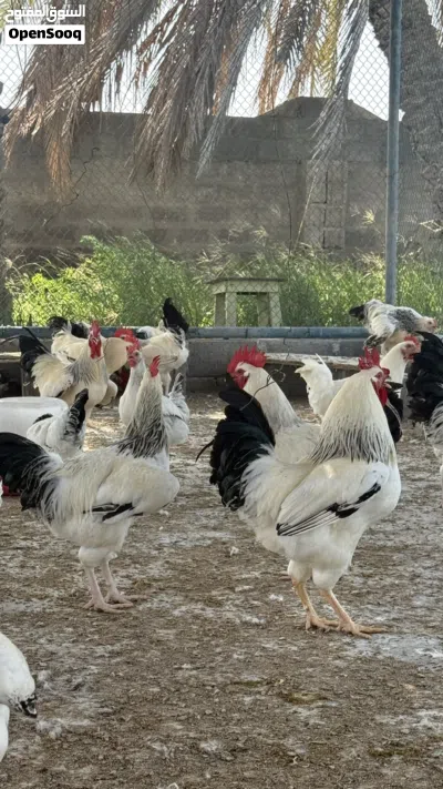 دجاج فرنسي للبيع بالجمله 2
