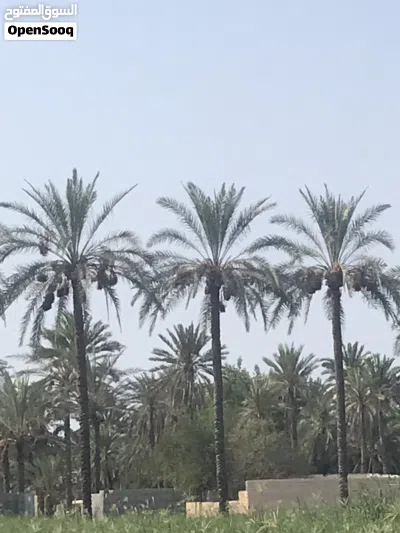 متوفر نفيعه قيض بسر 2