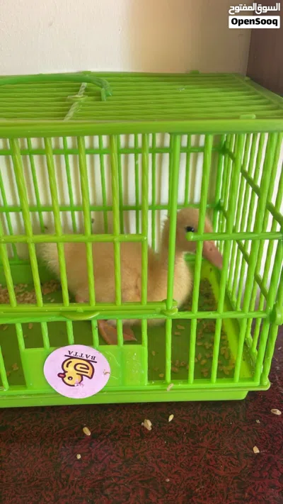 بط تركي اصفر 2