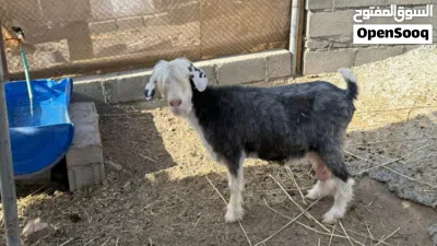 للبيع أغنام من خلال الرحوب الحلال طيب ماشاءلله 3