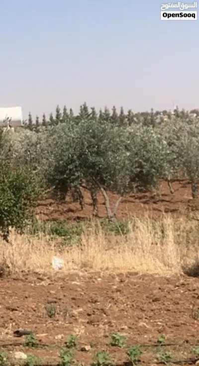 مزرعه جميله في مادبا جبيل 4
