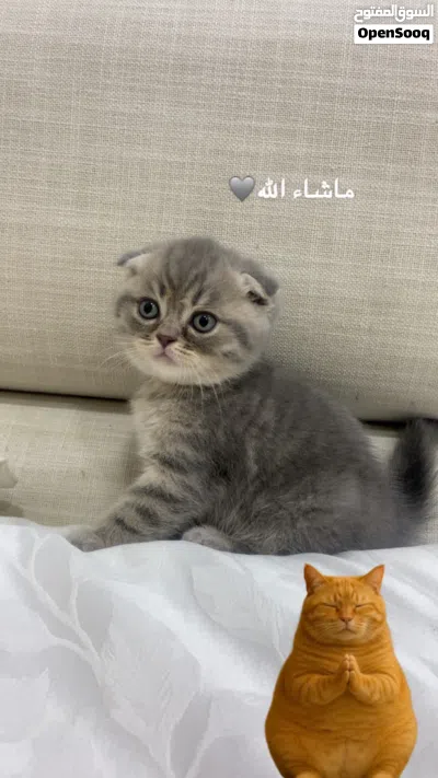 قطط سكوتش للبيع 4