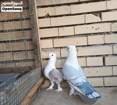 زوج ستلايت النثيه تريد تبيض مضمونات ونقيات ميه بالميه 3
