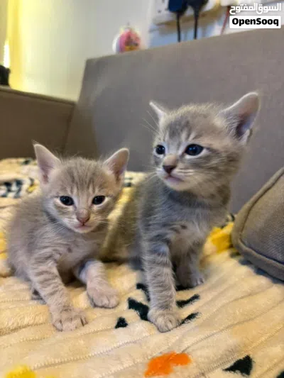 قطط للبيع العمر شهر و نص 3