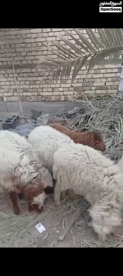 خرفان للبيع في شط العرب التنومه نهر حسن كردلان 3
