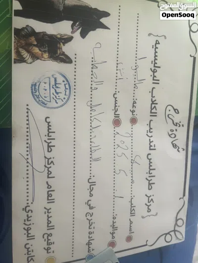 كلب مالينو 2