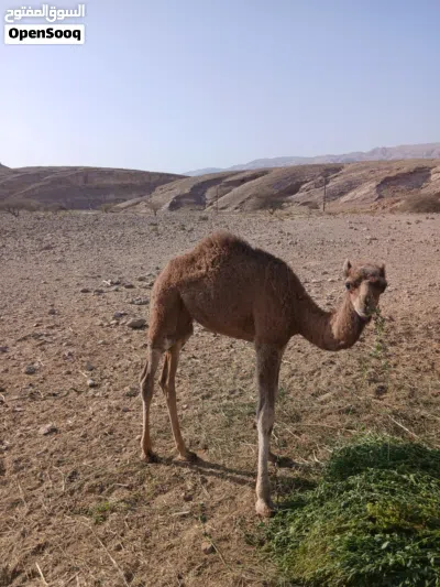 للبيع ناقه تحتهابكره بنت شهر 2