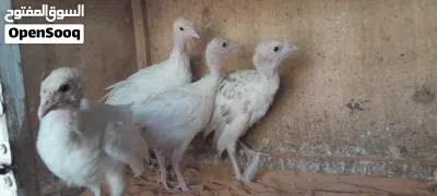 انتاج ديك رومي 2