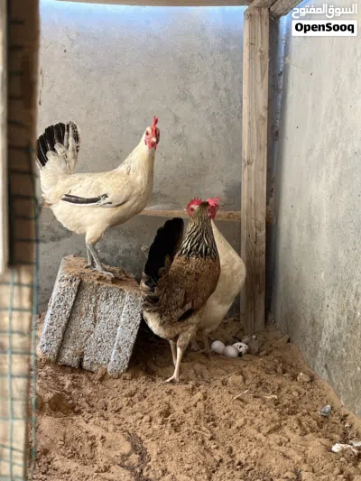 دجاج عربي عين زارة الكحيلي 3