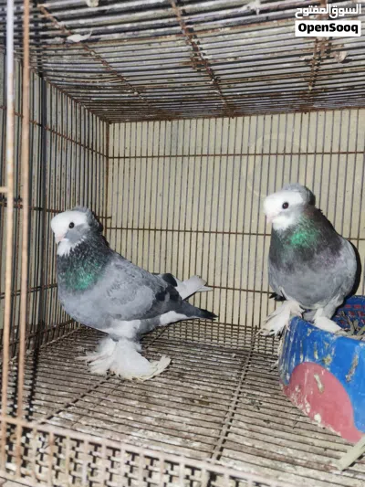 متاح كمبك نقش الطيره نوها جاهزه والفحل جاهز 3