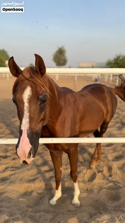 فحل للبيع. 3
