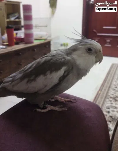 Cockatiel bird Team bird 3