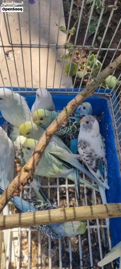 عصافير لف بيرد فراخ الجوز 40 شيقل 3