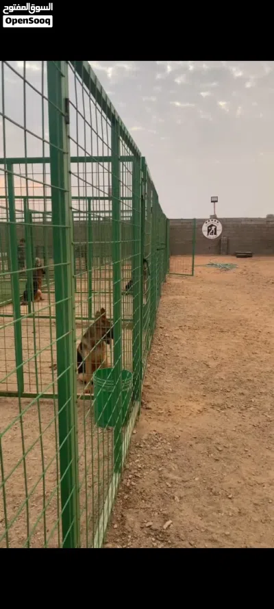 فندقة وتدريب كلاب جدة 3