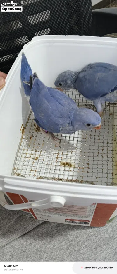 فراخ دره فايلت نيلي 2