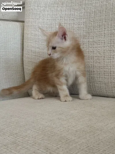 ماين كون Mainecoon 4