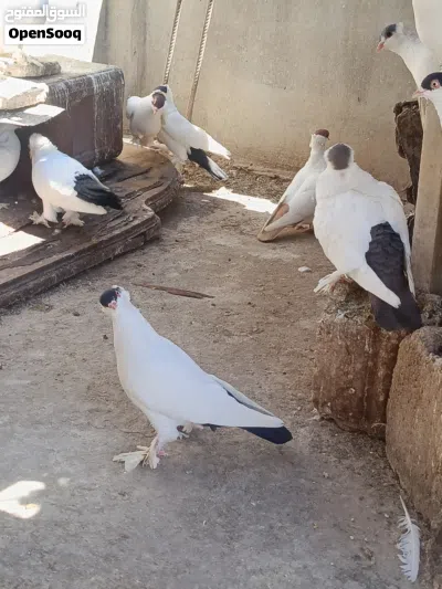 حمام للبيع 4