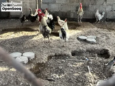 دجاج فرنسي للبيع بياض 2
