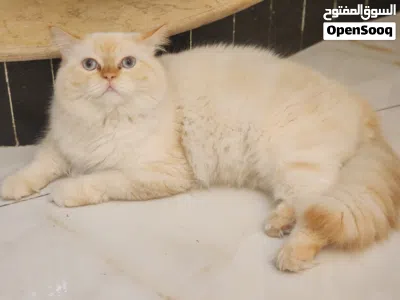 قط هملايا اورنج 3