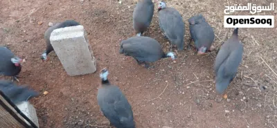 جاج فرعوني للبيع 2