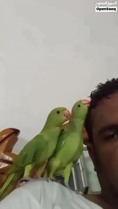 بغبغاء دره هندي اليف 3
