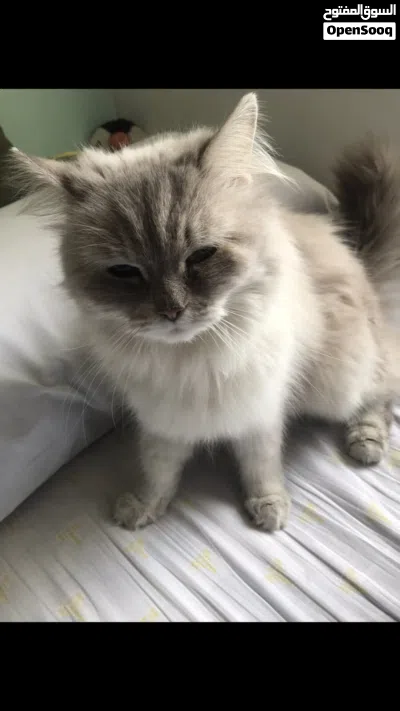 قطه جميله للبيع 3