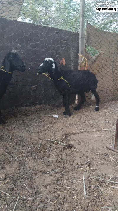للبيع:جعد تهجين نجدي عماني العمر:ثلاث ولدات تقريبا الموقع:مسقط ملاحظة:الضرع يابس شوي السعر75للراس 2