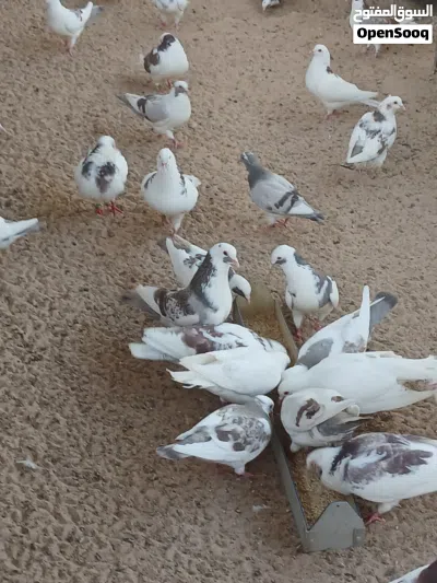 حمام لاحم للبيع 2