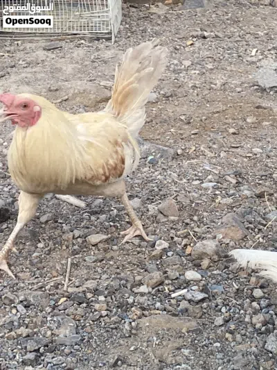 ديك باكستاني 3