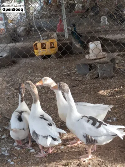 أوز بصحه جيده 2