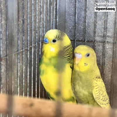 متوفر زوز كوبيات بقلينو 4