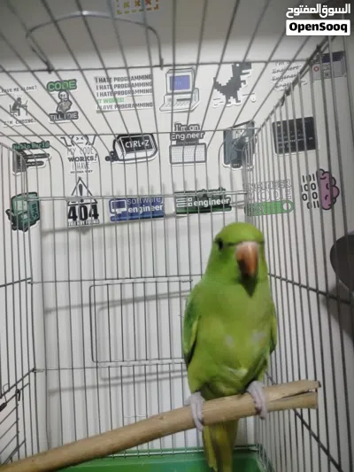 ببغاء دره هندي اليف مية المية 2